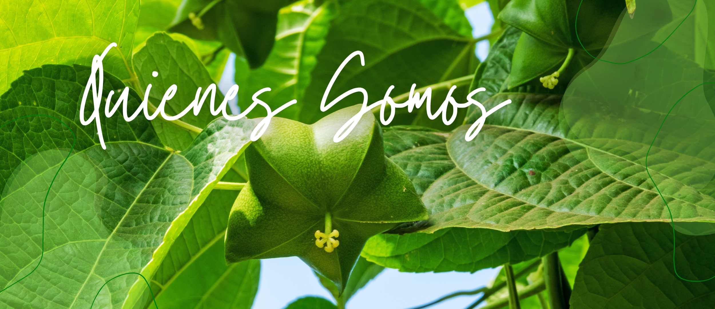 Quienes Somos - Selviva